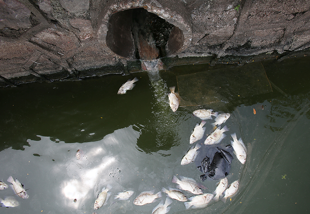Cá chết do nước Hồ Tây ô nhiễm trầm trọng